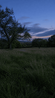 A grassy meadow bordered by leafy trees beneath a fading twilight sky.