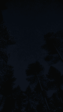 Pine trees frame an upward view of a dark, star-speckled sky.